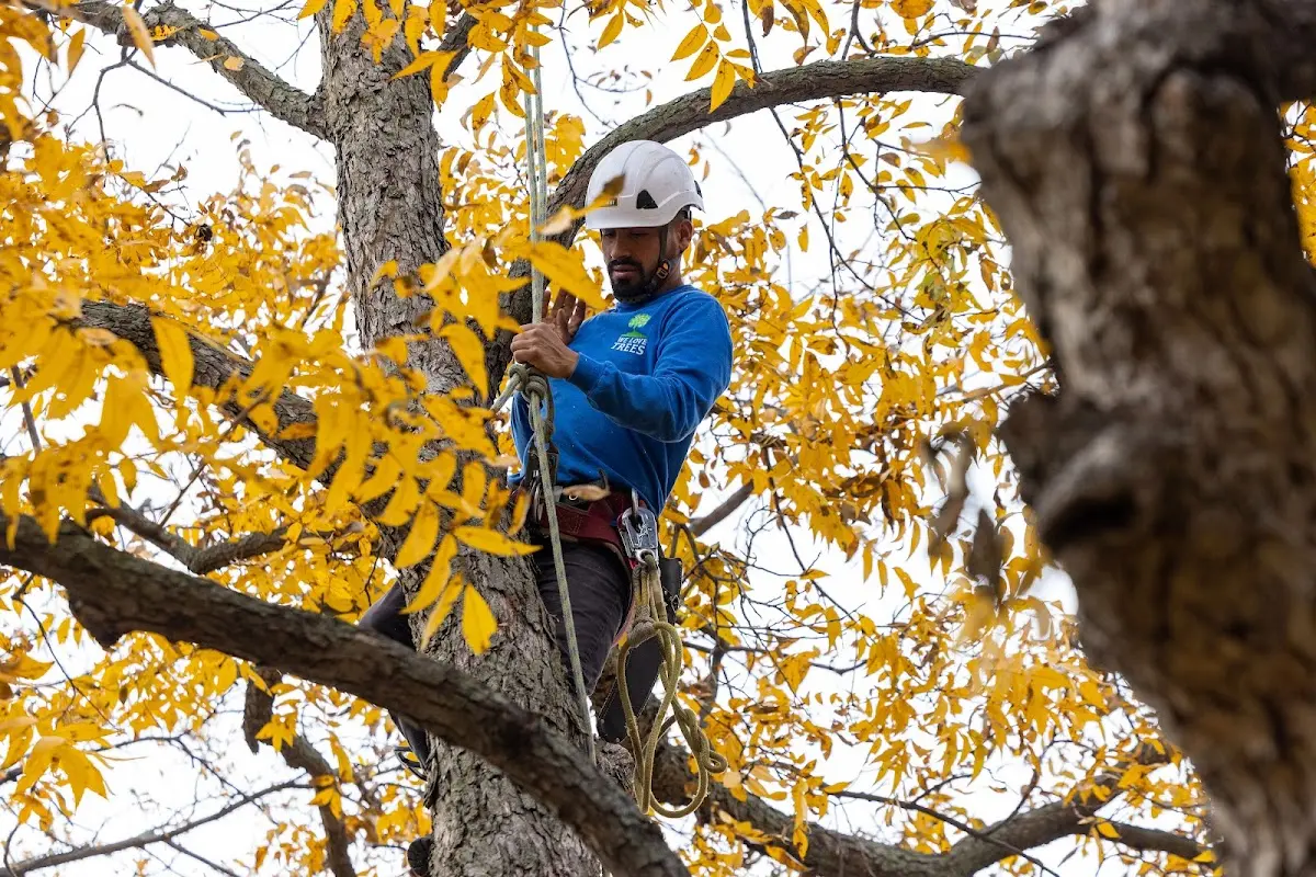 Skilled Tree Trimming crew working in Thomaston